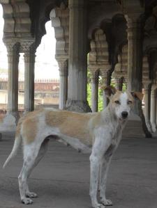 Double colour-eyed dog in Agra's Red Fort